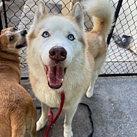 adopt a pet
