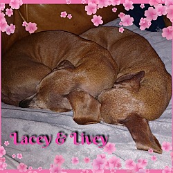 Thumbnail photo of Lacy & Livey #4