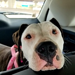 Cane Corso Puppies For Sale In El Paso Texas Adoptapetcom