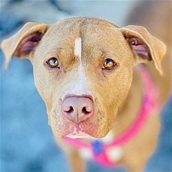 Thumbnail photo of Julie *Adopt or foster* #1