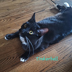 Thumbnail photo of Tinkerbell-(glenna) #2