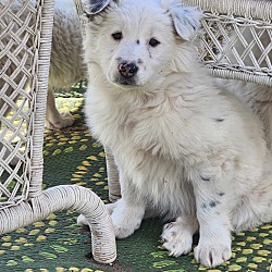 Photo of Collie Aussie Puppy 1