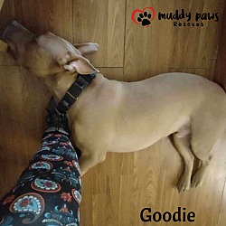 Thumbnail photo of Goodie (Courtesy Post) #3