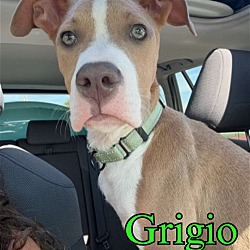 Thumbnail photo of Grigio #1