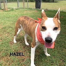 Thumbnail photo of Hazel #2