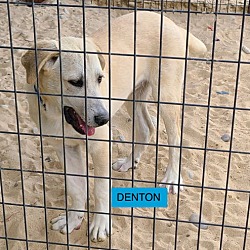 Thumbnail photo of DENTON #1