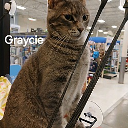 Thumbnail photo of Graycie #1