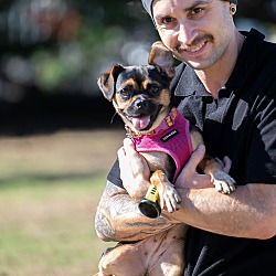 Yellow Rescue Arrows Norfolk, VA - Puggle. Meet Boopsie a Pet for Adoption - AdoptaPet.com