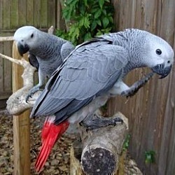 Photo of African Grey Parrots