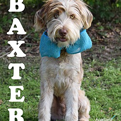 Thumbnail photo of Baxter #4