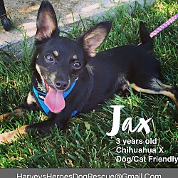 Thumbnail photo of Jax #1