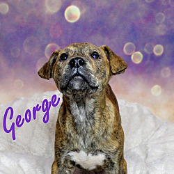 Thumbnail photo of George~adopted! #2