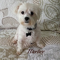 Thumbnail photo of Harley & Turbo*Adopted #2