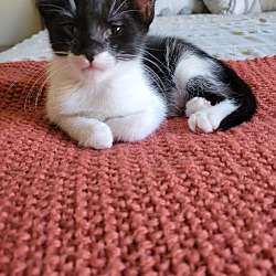 Photo of Daisy