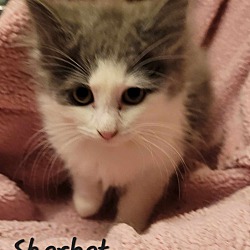 Photo of Sherbet