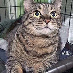 Thumbnail photo of Milo #2