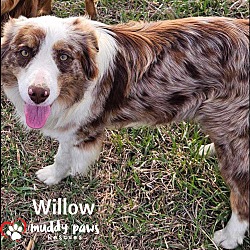 Photo of Willow (Courtesy Post) - Adoption Pending