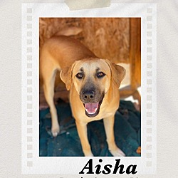 Thumbnail photo of Aisha #1