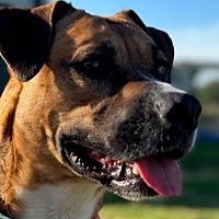 adopt a pet