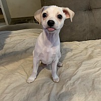 adopt-pet