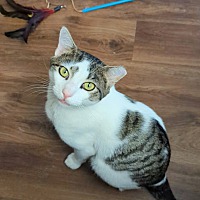 adopt a pet