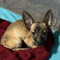 adopt-pet
