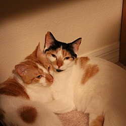 bonded pet photo