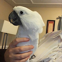Thumbnail photo of Toby One Loving Cockatoo #2