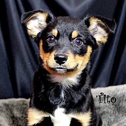 Thumbnail photo of Tito~adopted! #1