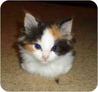 long haired calico kitten for sale