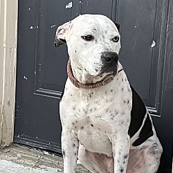 Photo of Kash