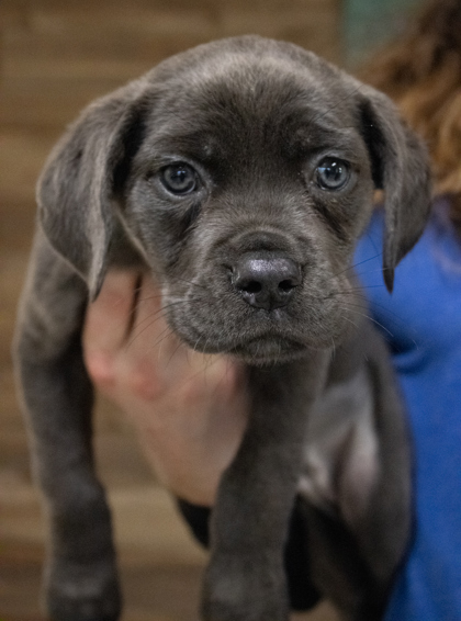 Medford, OR - Cane Corso. Meet Peanut a Pet for Adoption - AdoptaPet.com