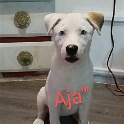 Thumbnail photo of Aja #3