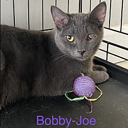 Photo of Bobby Joe