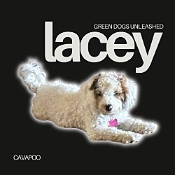 Thumbnail photo of Lacey #1