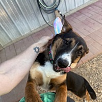 adopt a pet