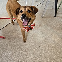 adopt-pet