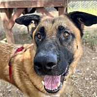 adopt a pet