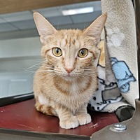 adopt a pet