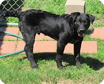 curly coated labrador