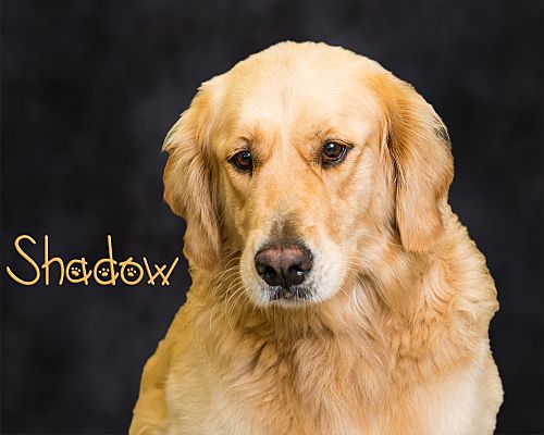 Somerset Pa Golden Retriever Meet Shadow A Pet For Adoption