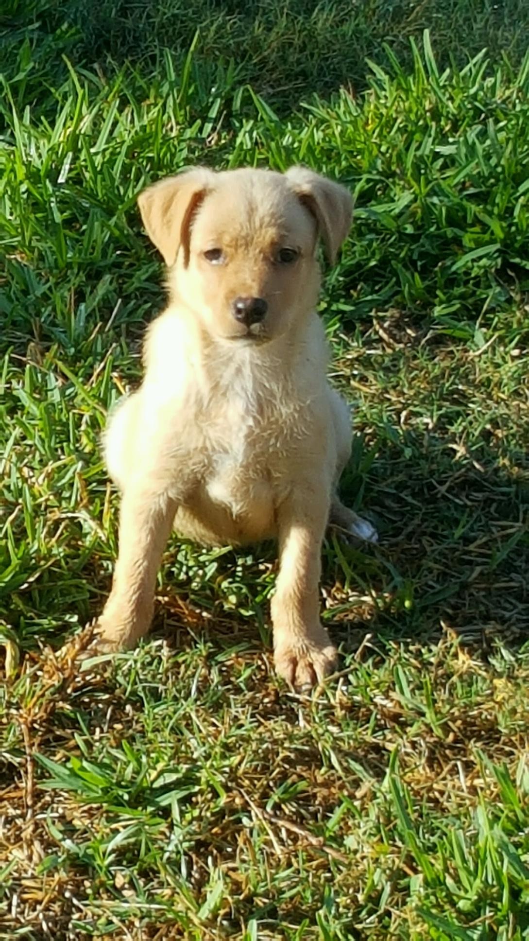Tomball Tx Shiba Inu Meet Bristol A Pet For Adoption