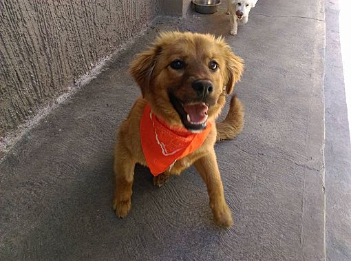 San Diego Ca Golden Retriever Meet Goldie A Pet For Adoption