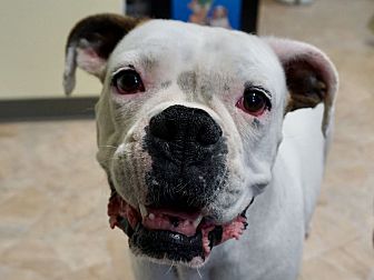 dog ear infection medicine petsmart