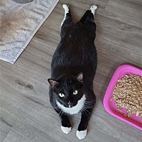 adopt a pet