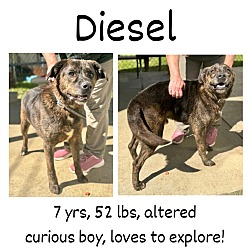 Thumbnail photo of Diesel #1