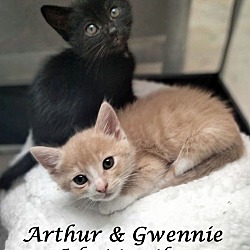 Thumbnail photo of ARTHUR (adopt w/ Gwennie) #3