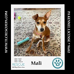 Thumbnail photo of Mali  (The Smidgens) 051824 #1