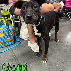 Thumbnail photo of Gotti #3