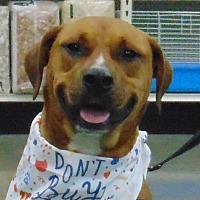 adopt a pet